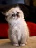 charodey_m